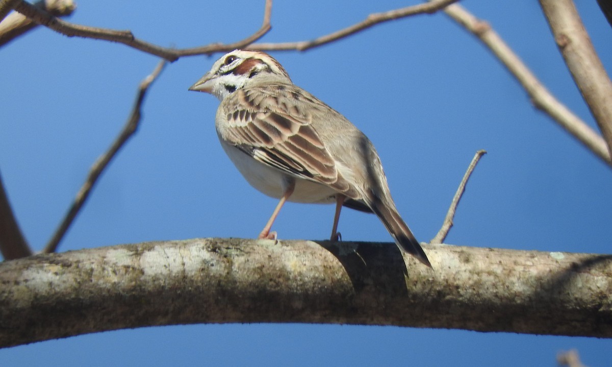 Lark Sparrow - ML617019964