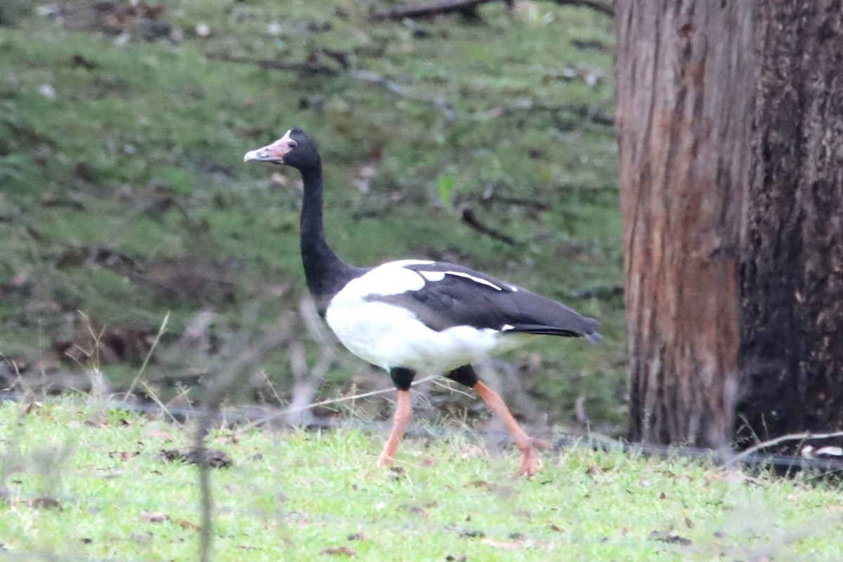 Magpie Goose - ML617019973