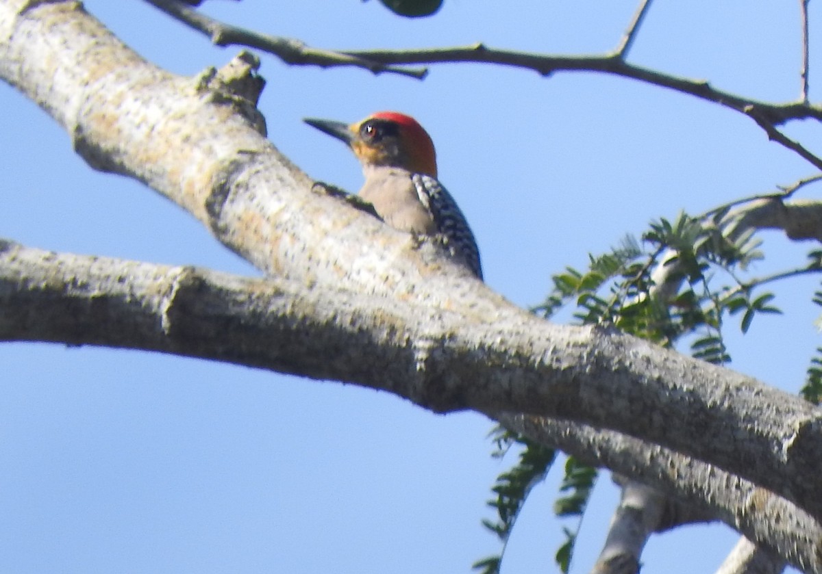Golden-cheeked Woodpecker - ML617019974