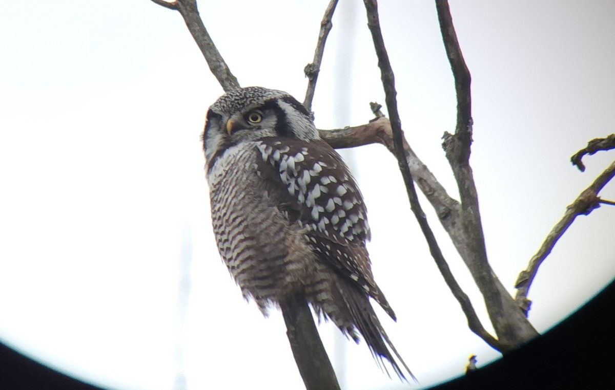 Northern Hawk Owl - Sze On Ng (Aaron)
