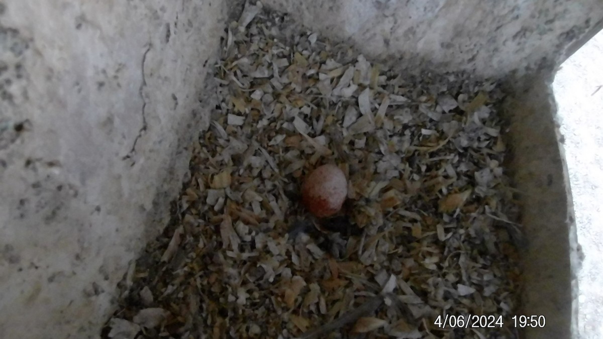 American Kestrel - ML617019990