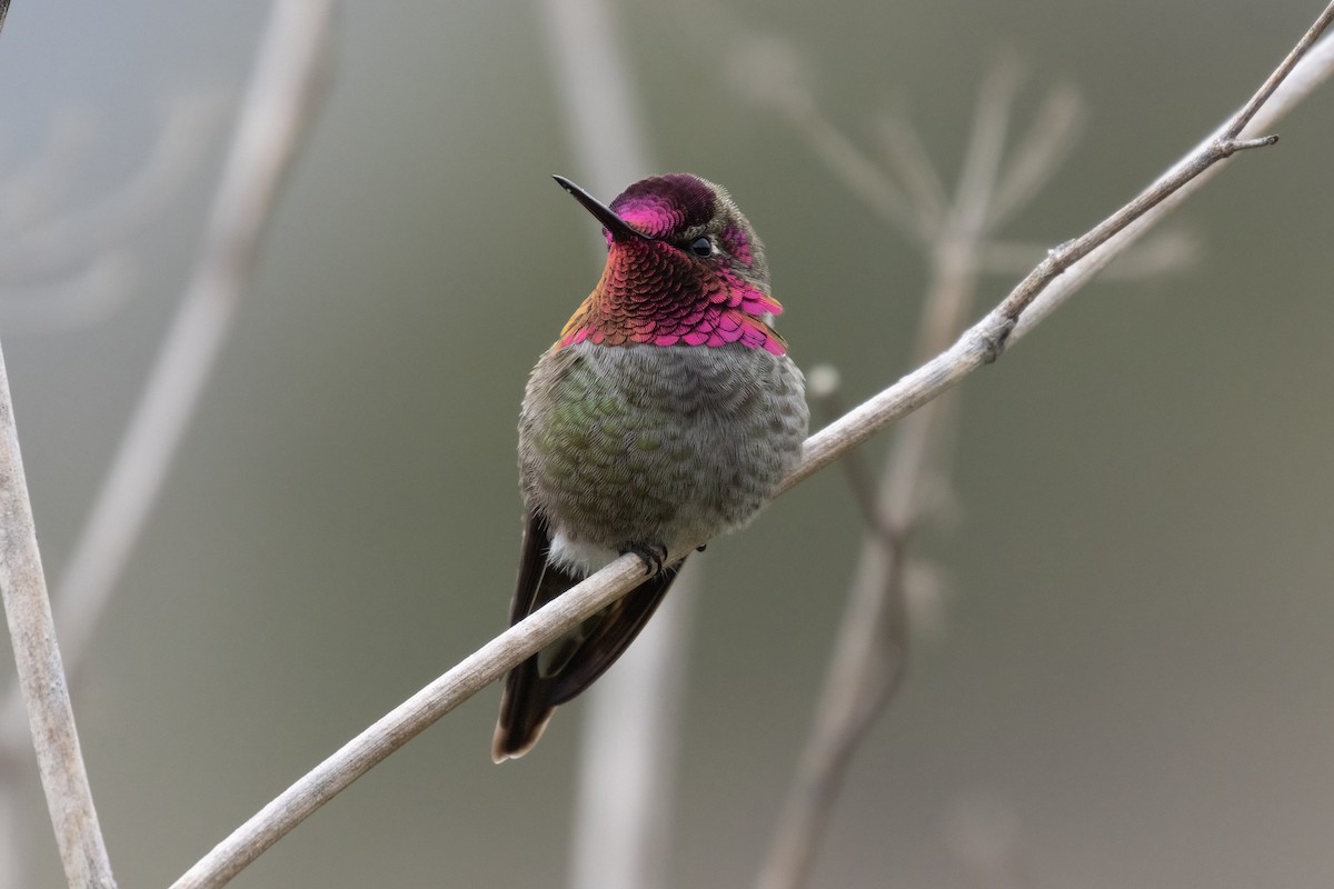 Anna's Hummingbird - ML617020017