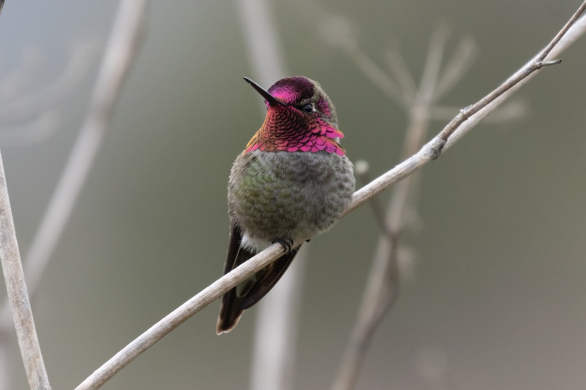 Colibrí de Anna - ML617020017