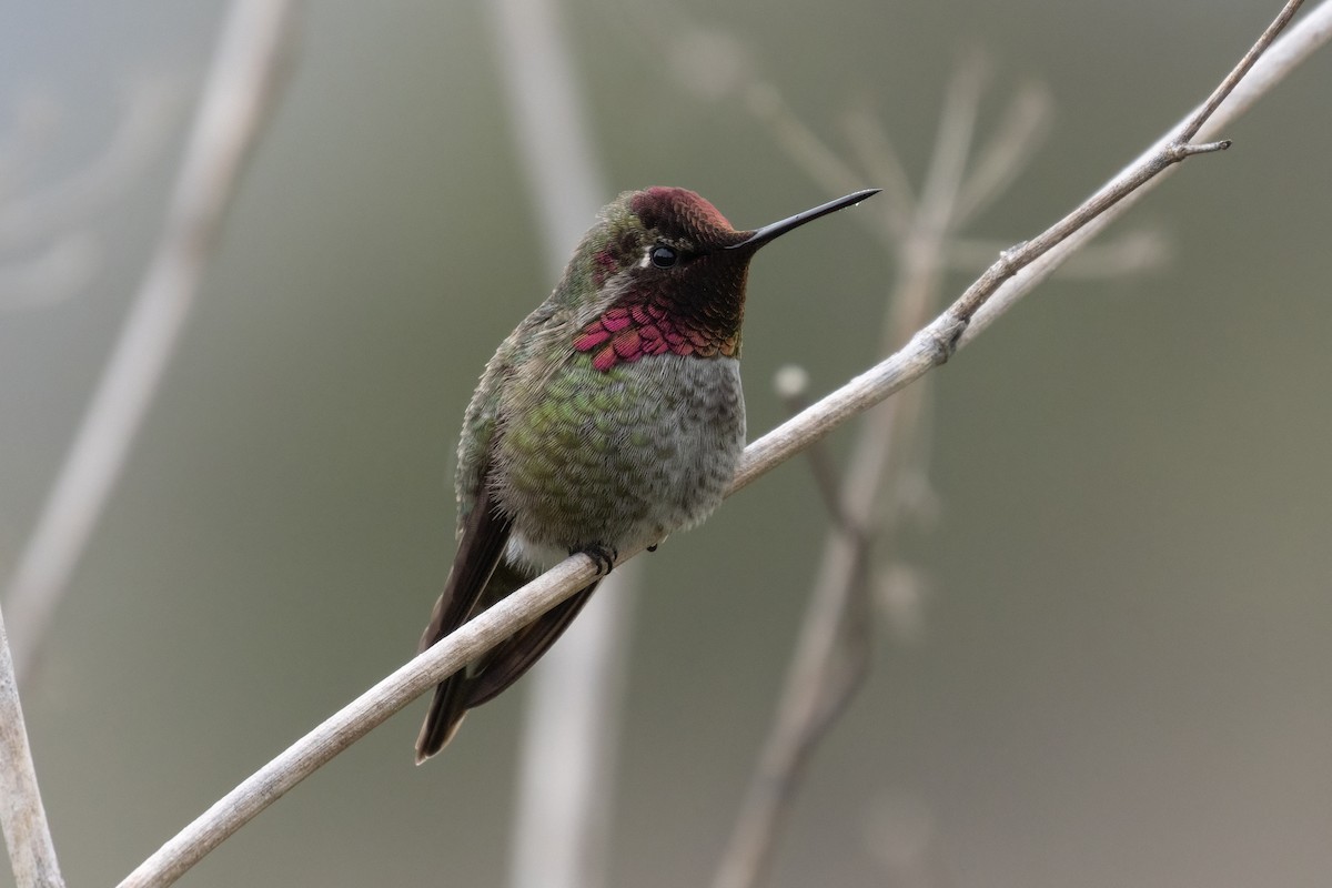 Anna's Hummingbird - ML617020018