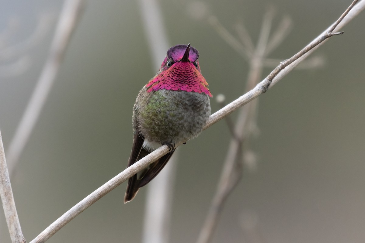 Anna's Hummingbird - ML617020020