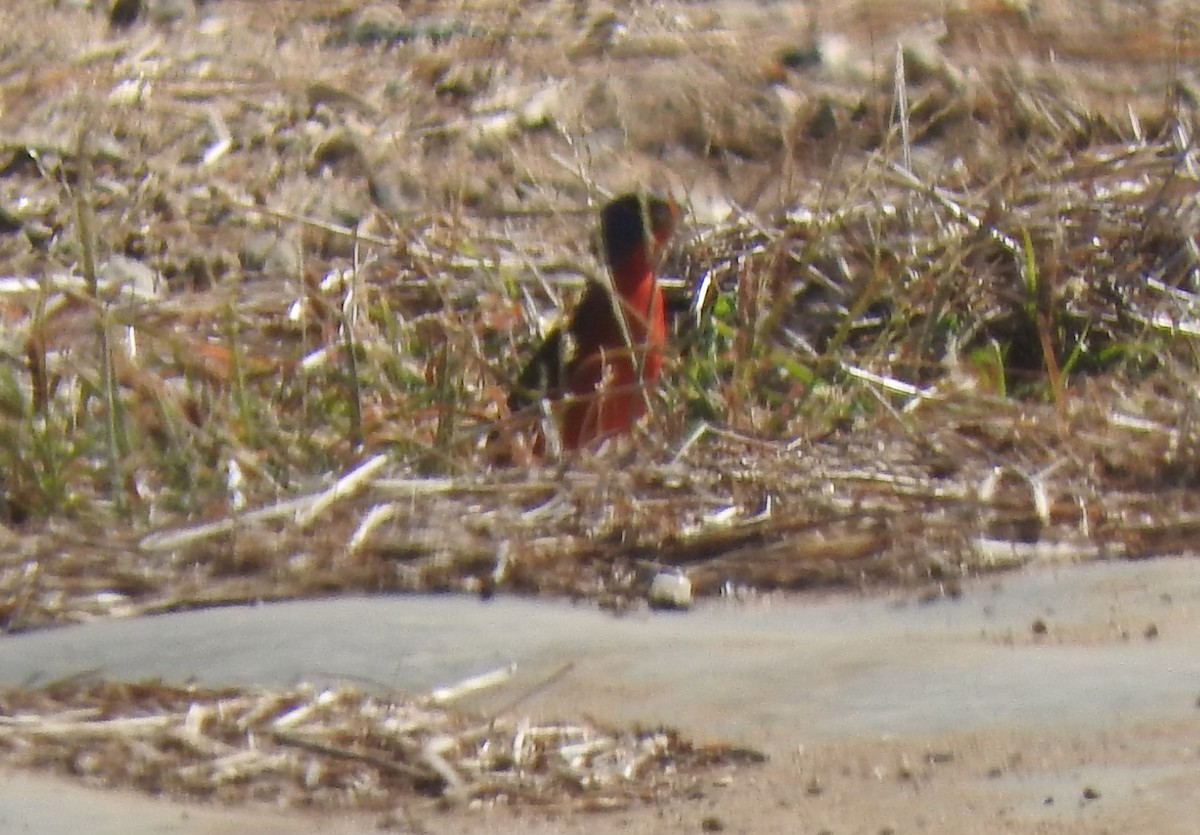 Painted Bunting - ML617020026