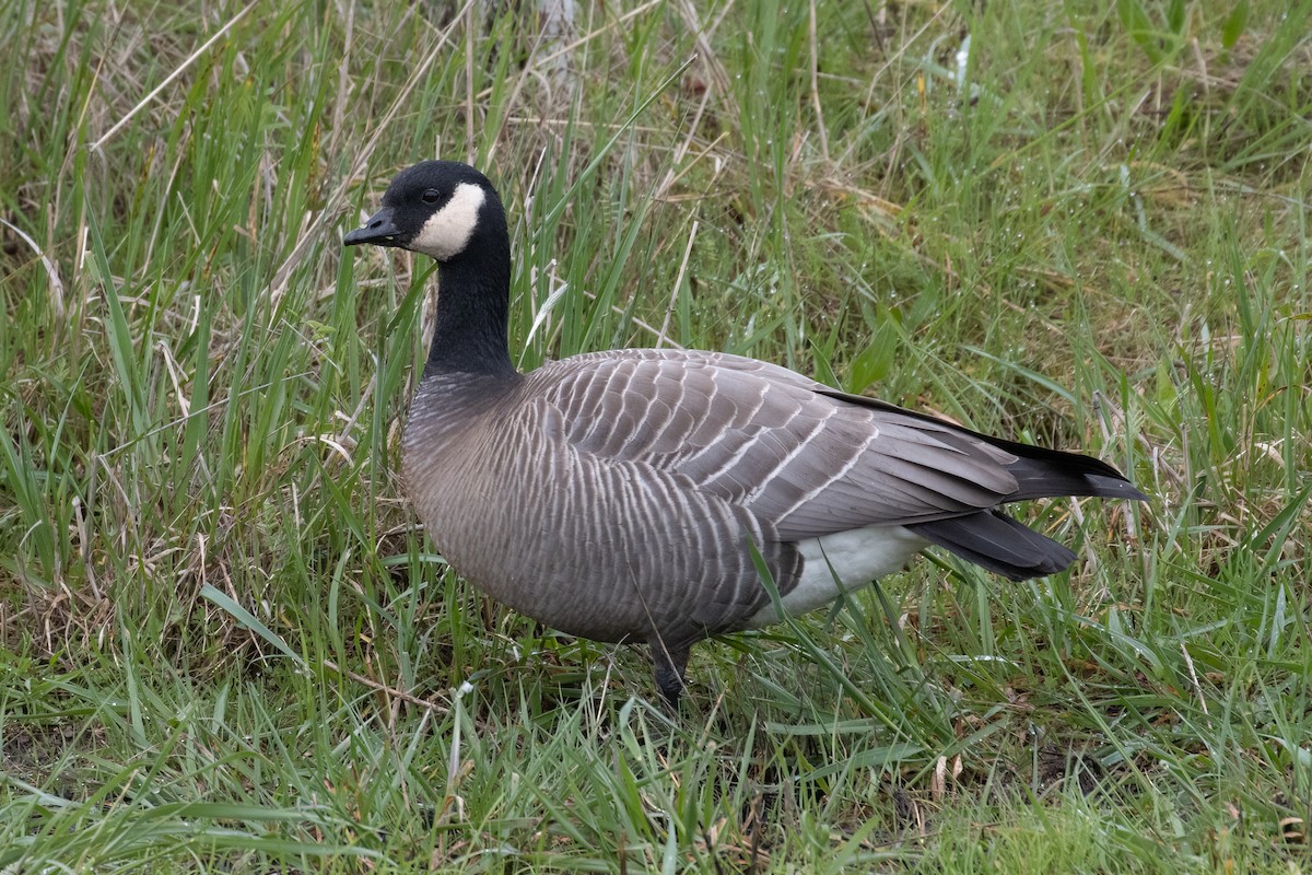 Cackling Goose - Kyle Landstra