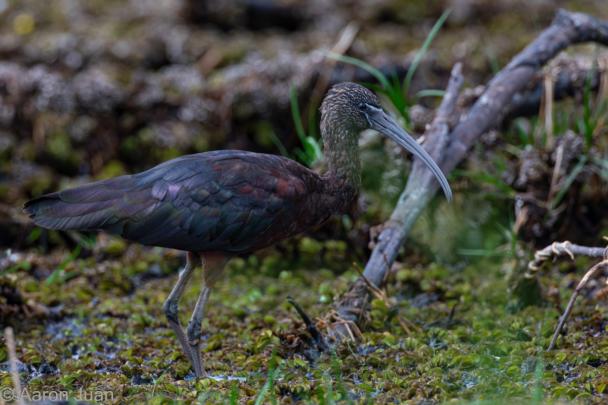 ibis hnědý - ML617020048