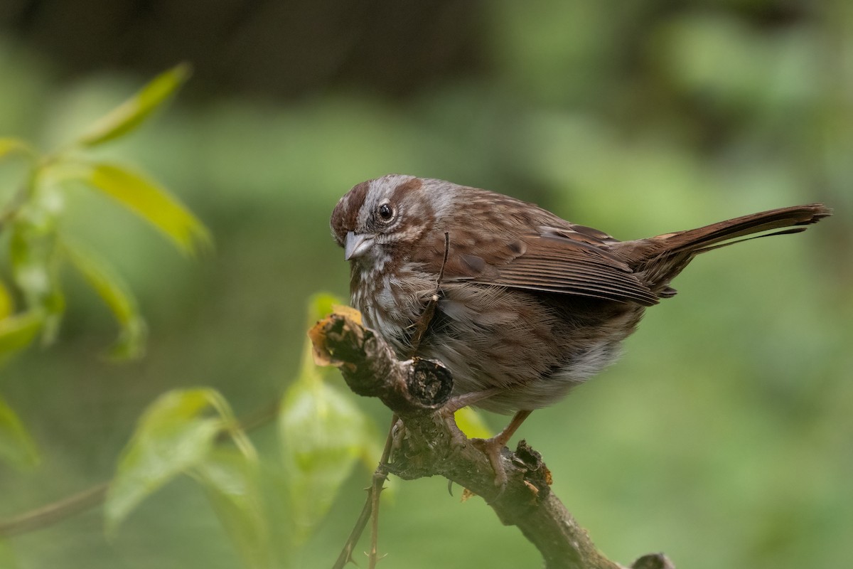 Song Sparrow - Kyle Landstra