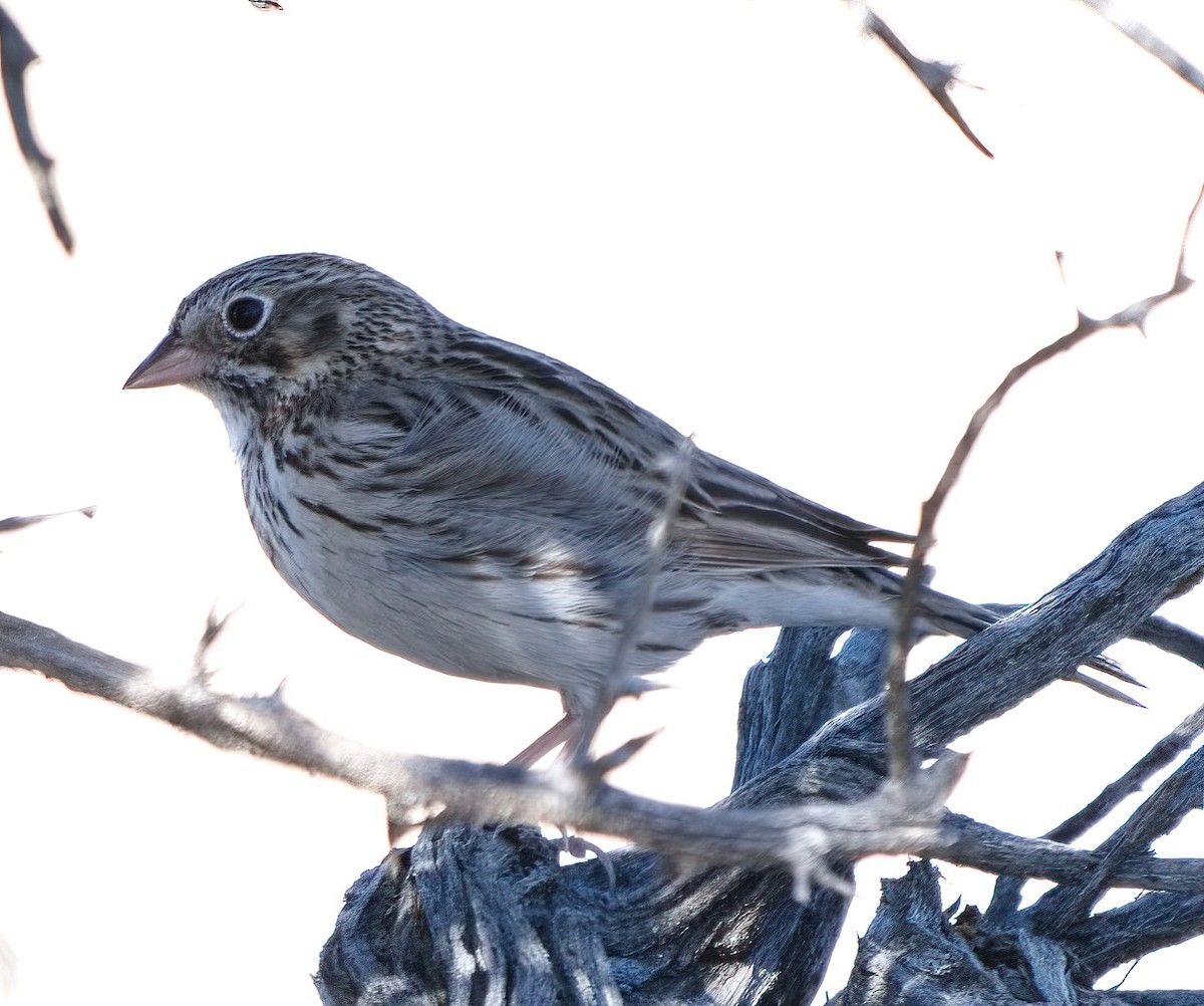 Vesper Sparrow - ML617020106