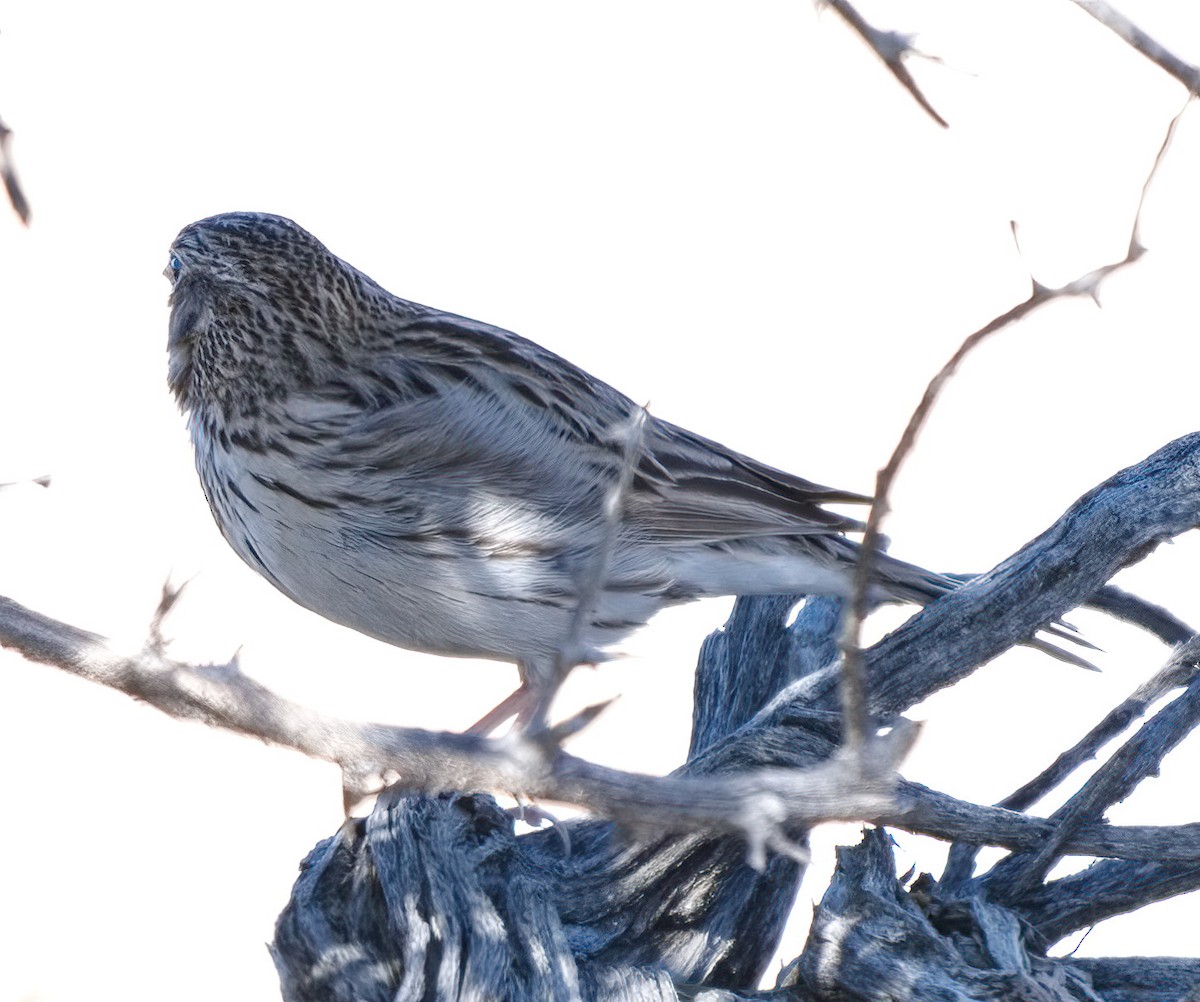 Vesper Sparrow - ML617020114