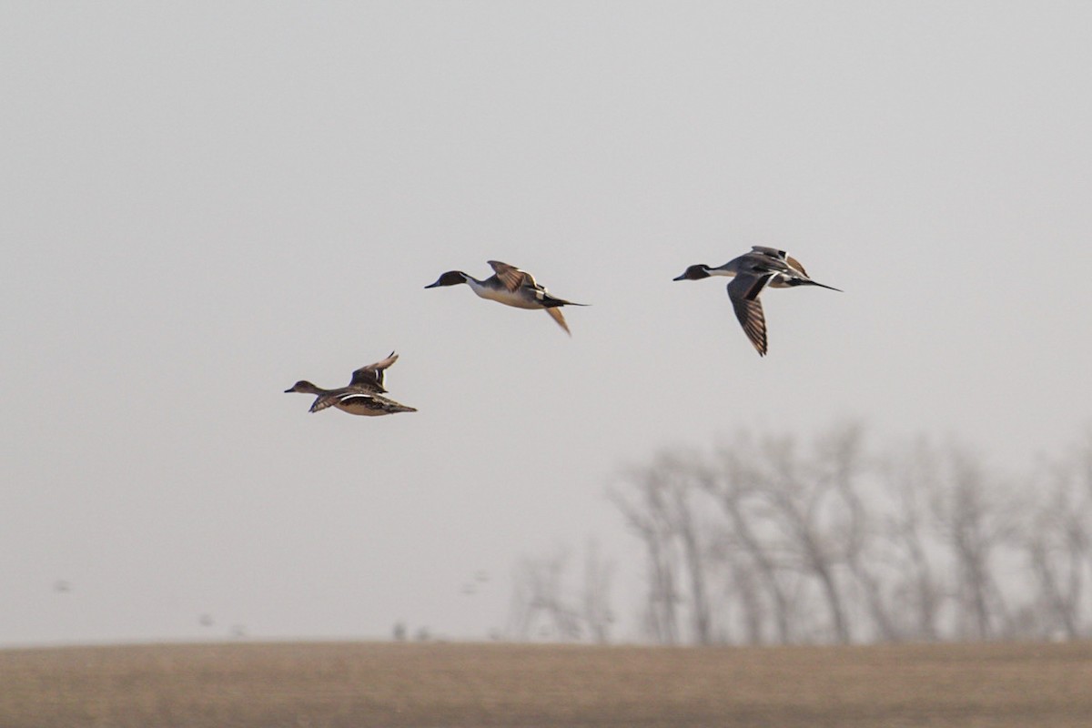 Northern Pintail - ML617020118