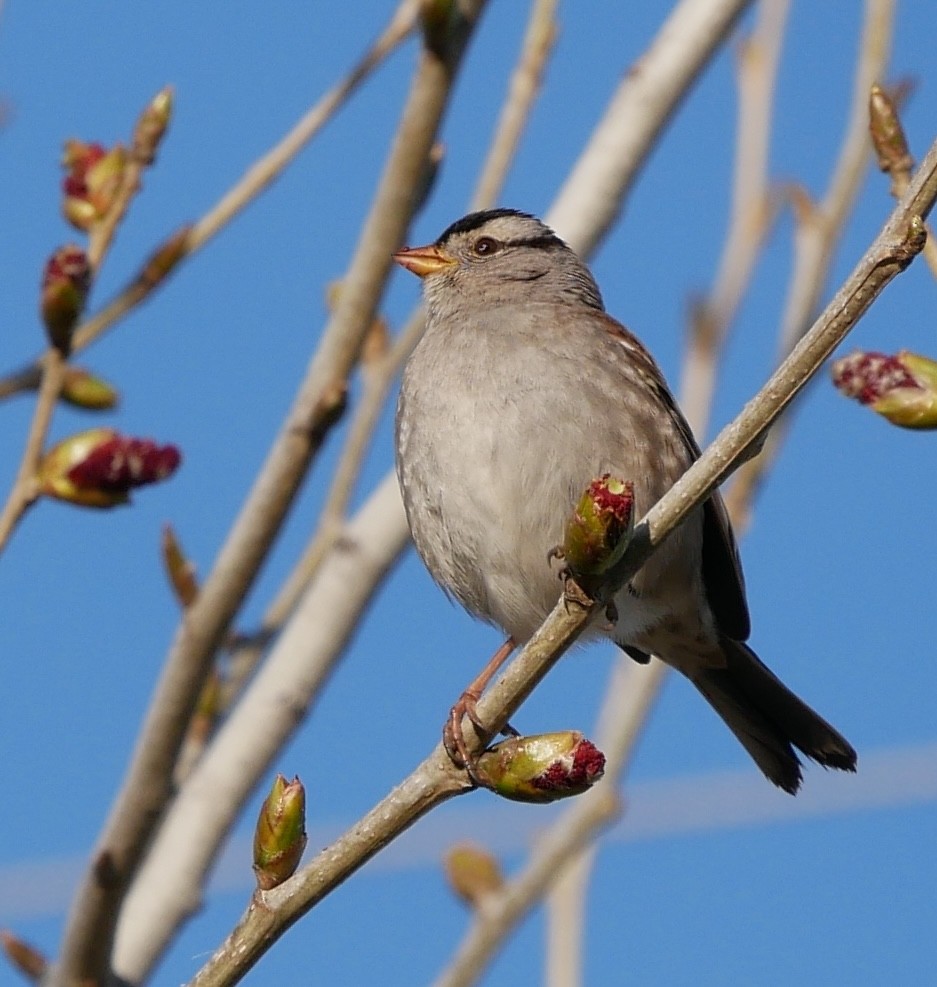 White-crowned Sparrow - ML617020123