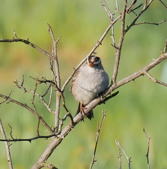 White-crowned Sparrow - ML617020124