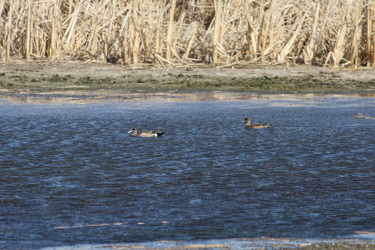 American Wigeon - ML617020139