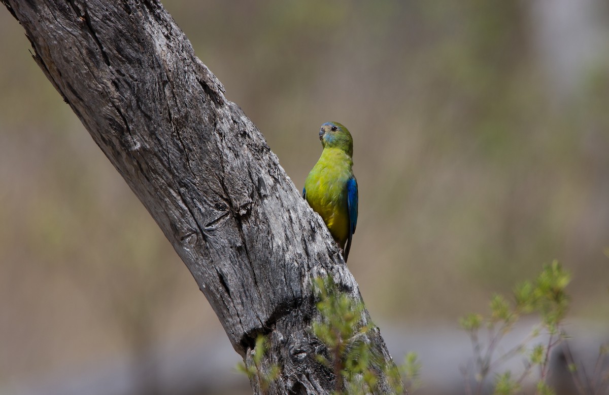 Turquoise Parrot - ML617020146