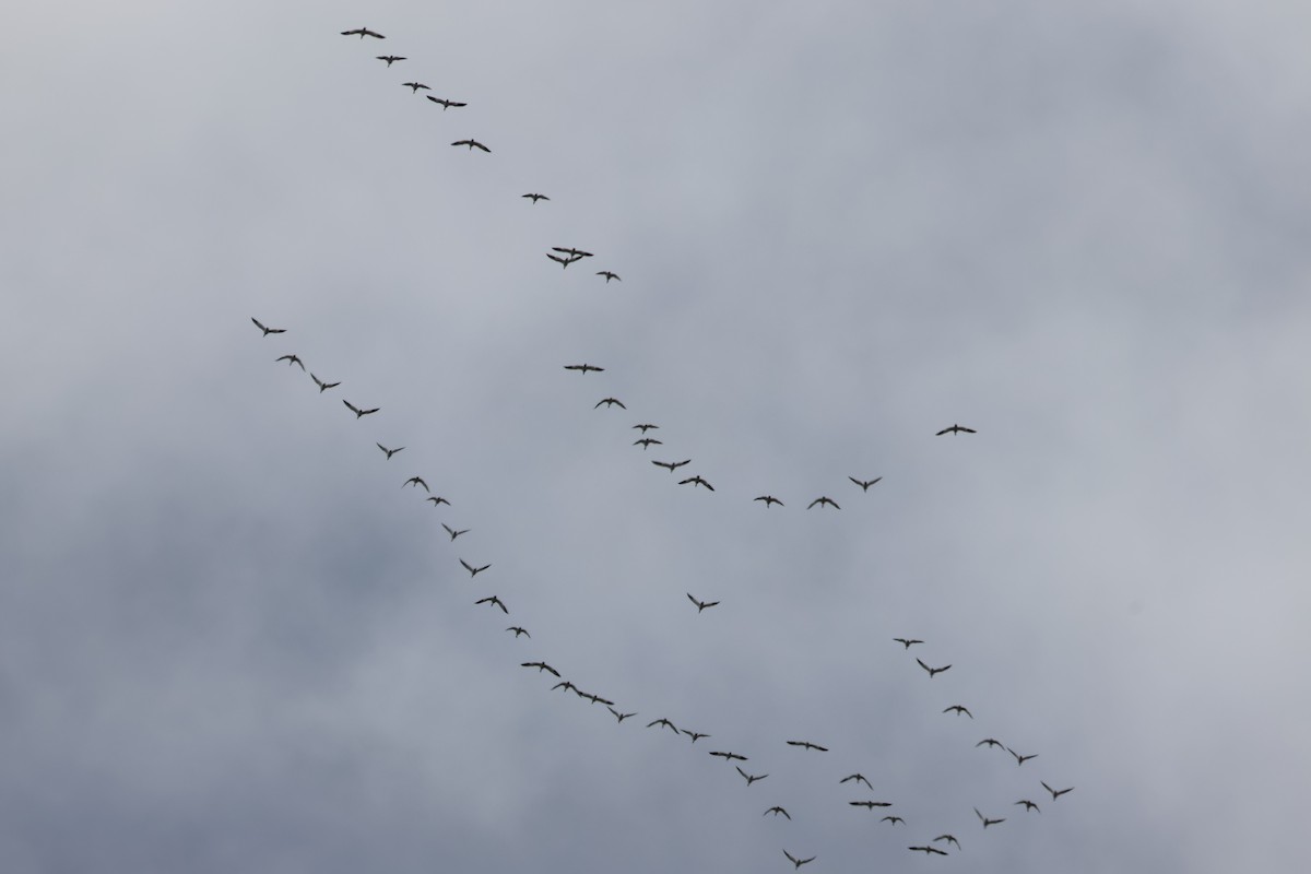 Snow Goose - ML617020168