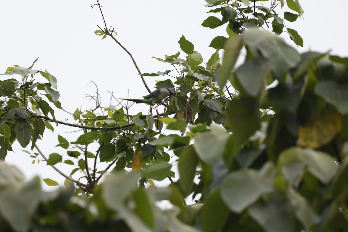 Malabar Parakeet - Rajaguru G