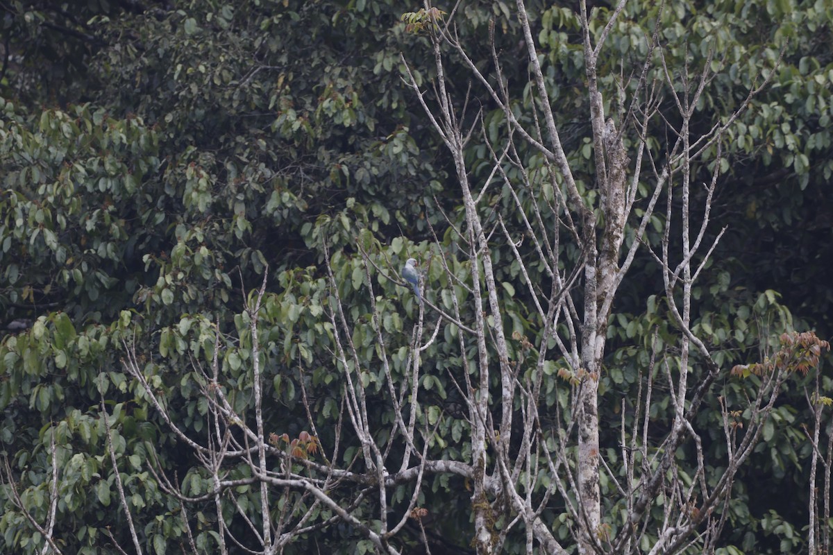 Malabar Parakeet - Rajaguru G