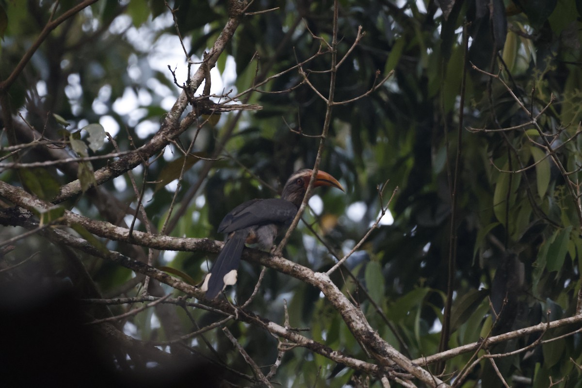 Malabar Gray Hornbill - ML617020237