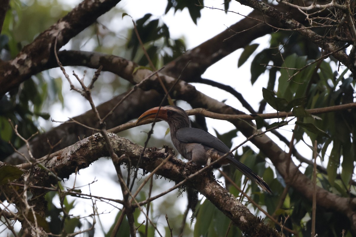 Malabar Gray Hornbill - ML617020238