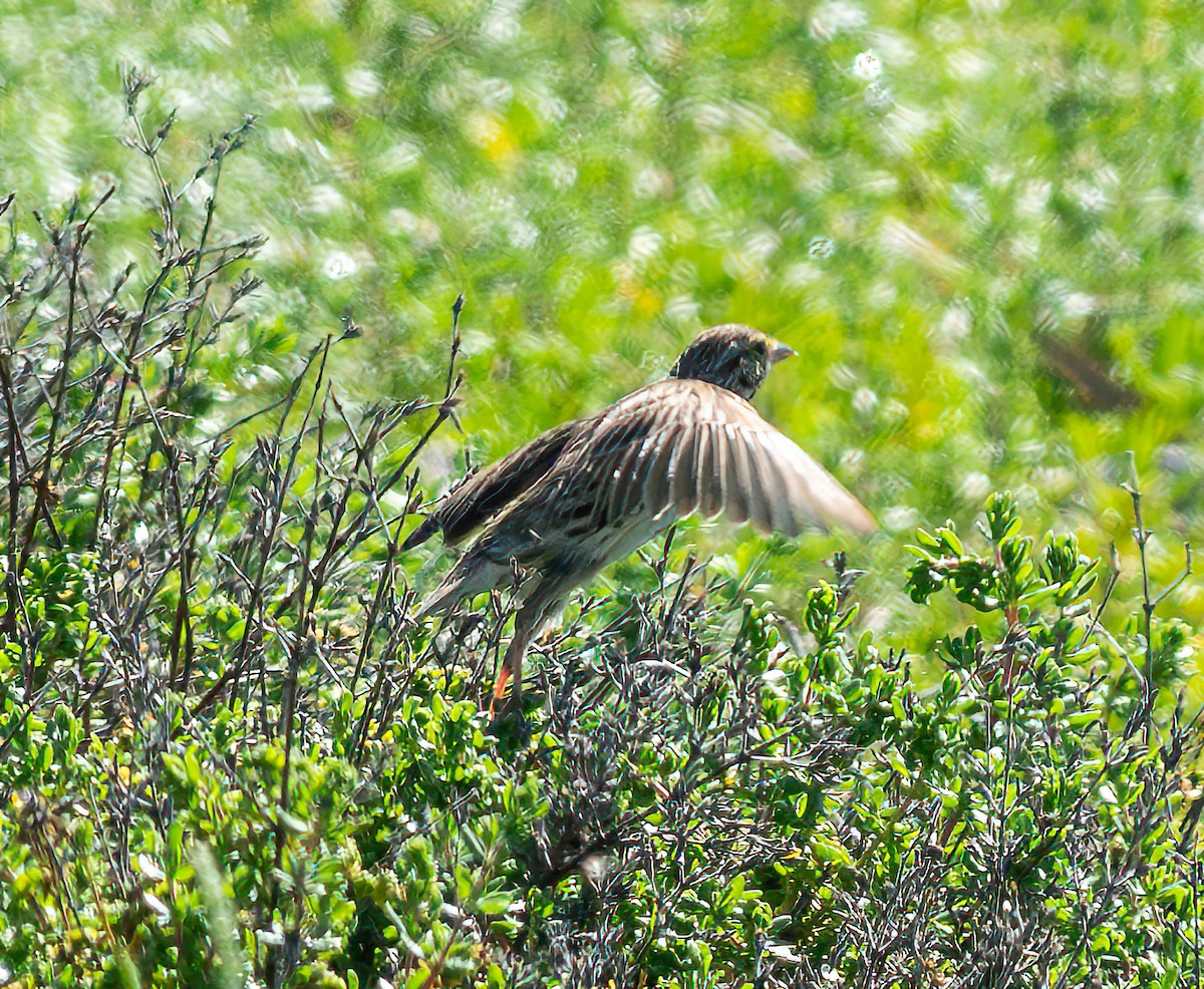 Savannah Sparrow (Belding's) - Mary-Rose Hoang