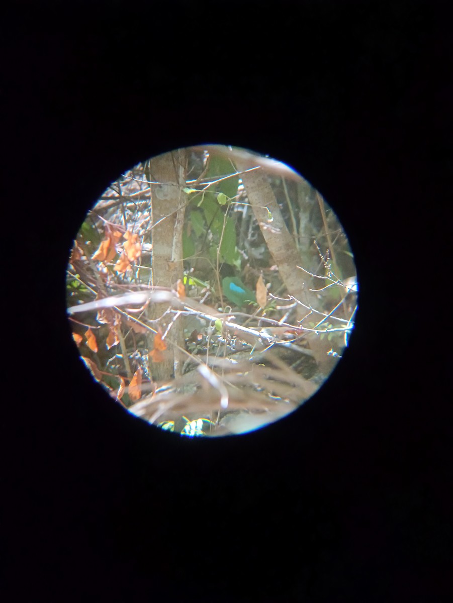 Western Hooded Pitta - Anonymous