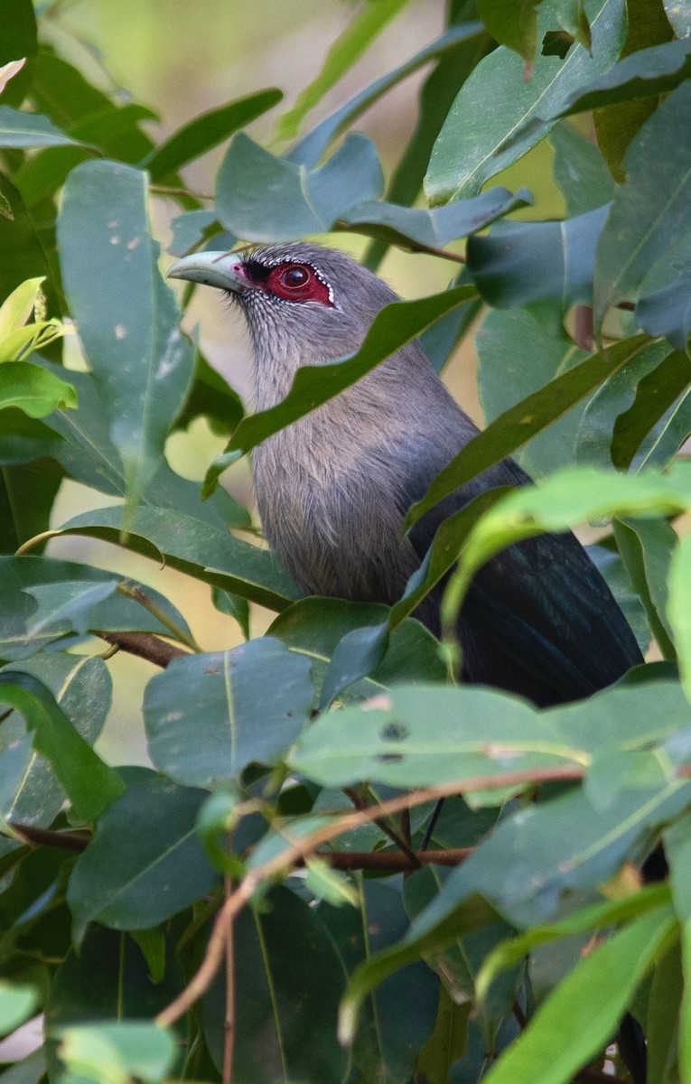 Green-billed Malkoha - Vijay Seetaram Raju