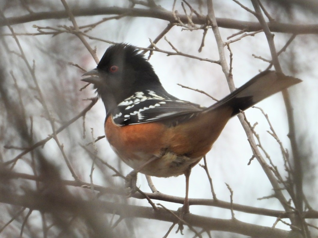 Spotted x Eastern Towhee (hybrid) - Samuel Belley