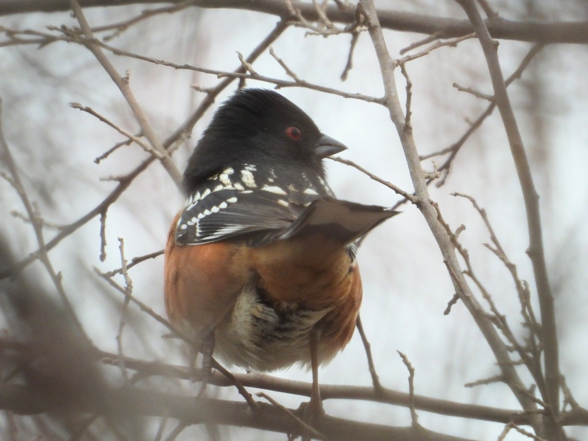 Spotted x Eastern Towhee (hybrid) - Samuel Belley