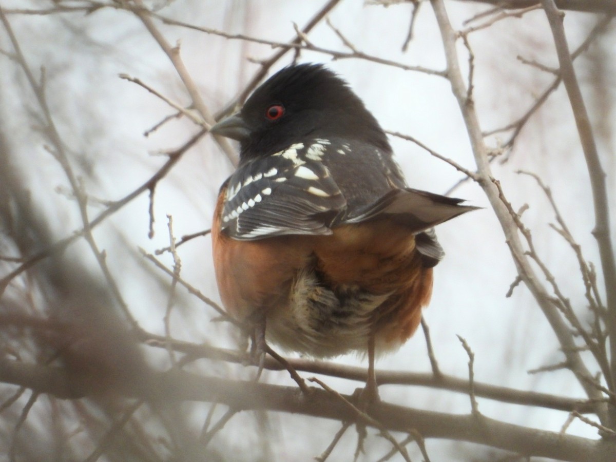 Spotted x Eastern Towhee (hybrid) - ML617020317