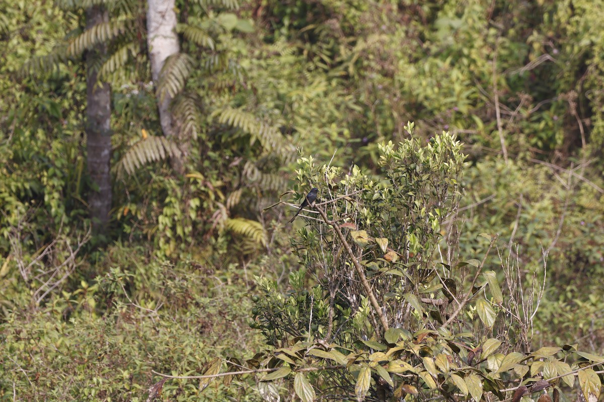 Ashy Drongo - ML617020421