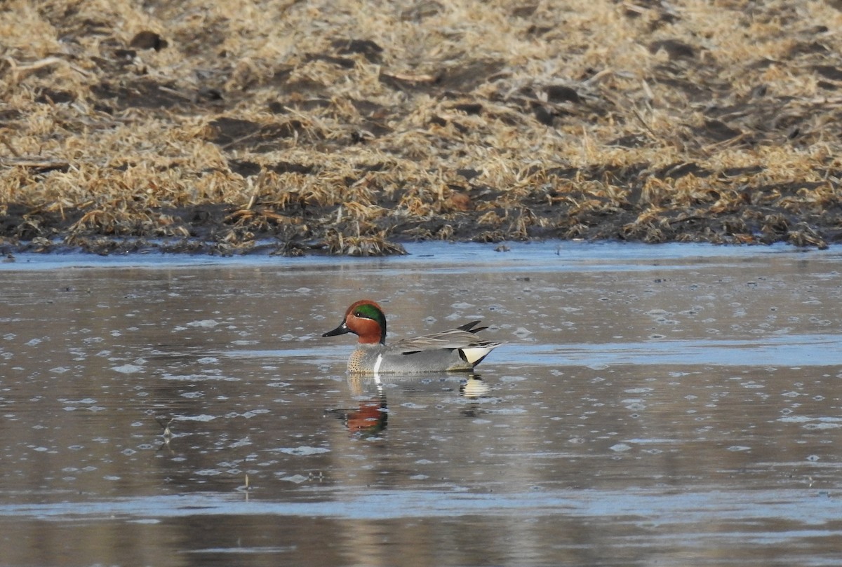 Green-winged Teal - ML617020444