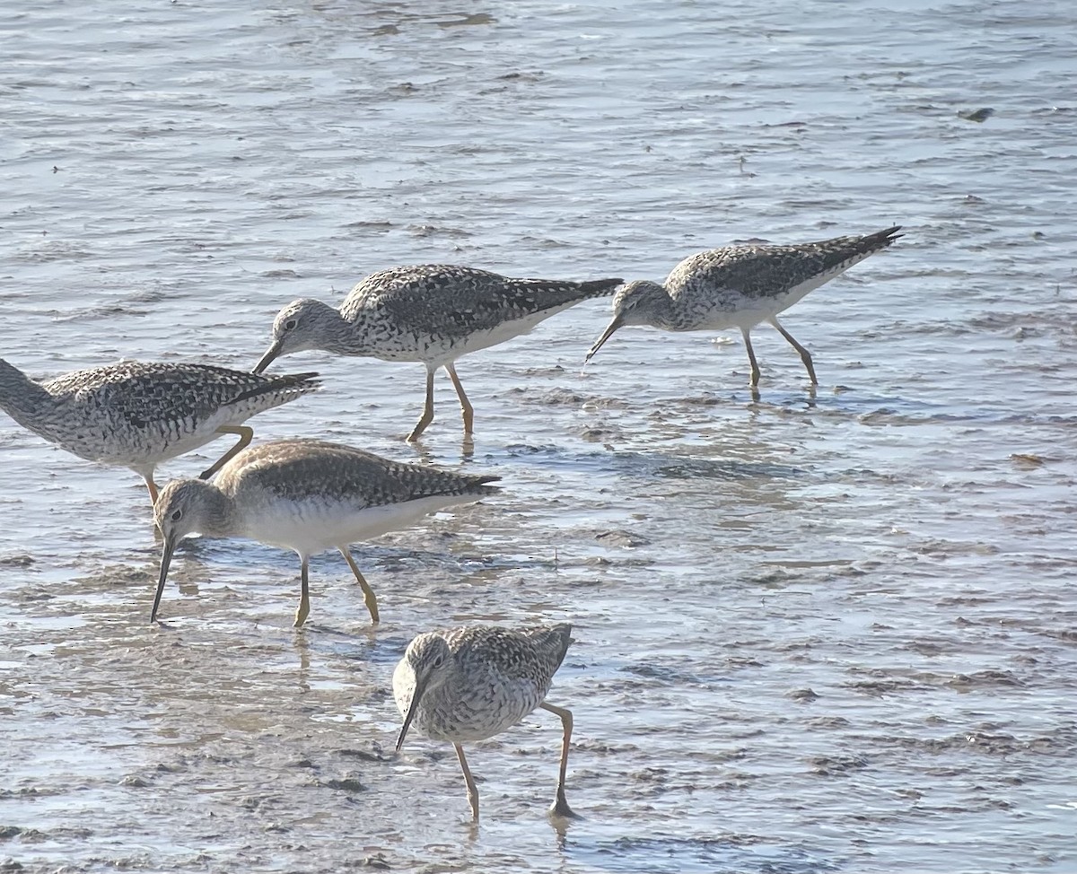Lesser Yellowlegs - ML617020467