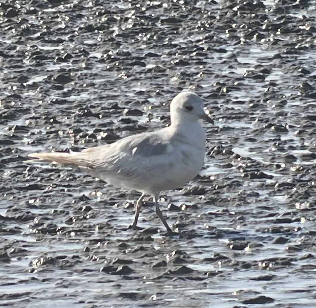 Short-billed Gull - ML617020471