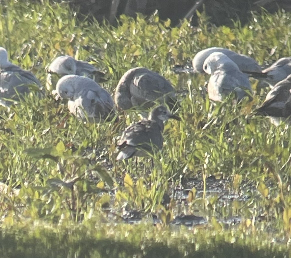 Laughing Gull - ML617020483
