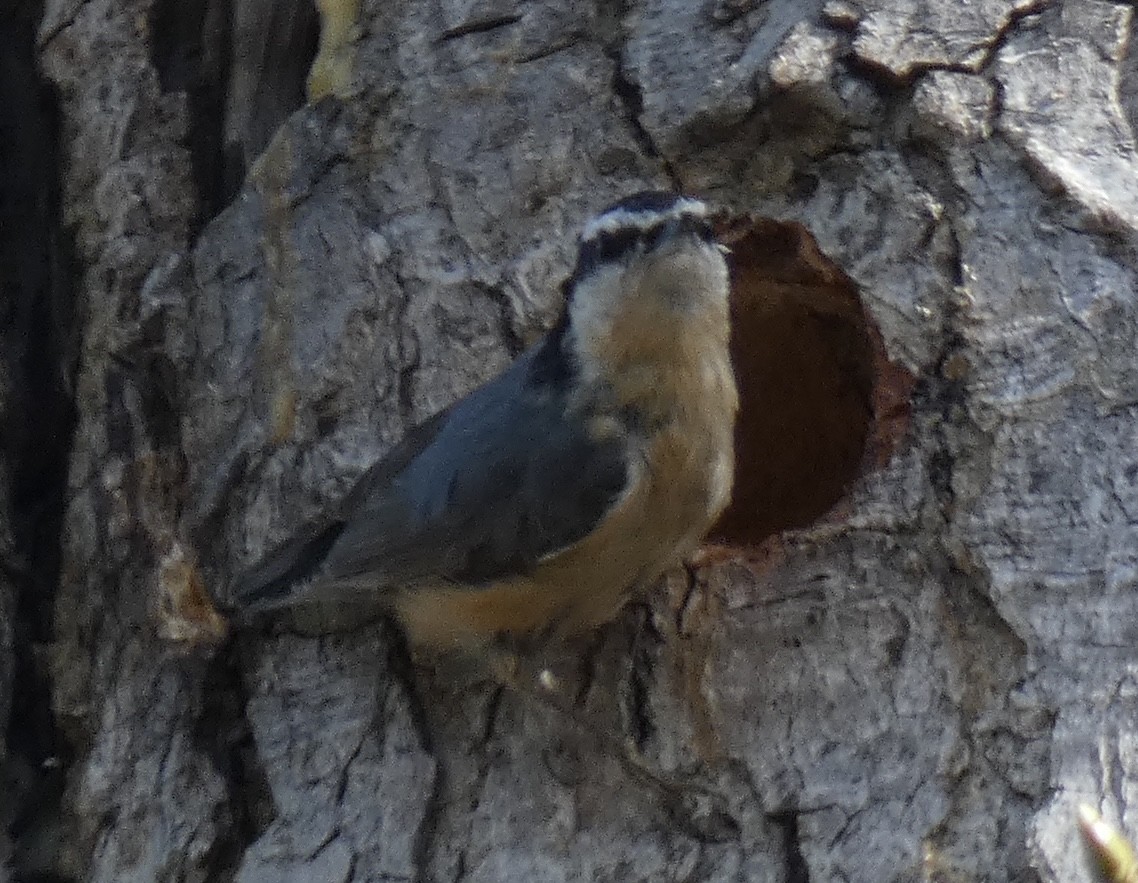 Red-breasted Nuthatch - ML617020490