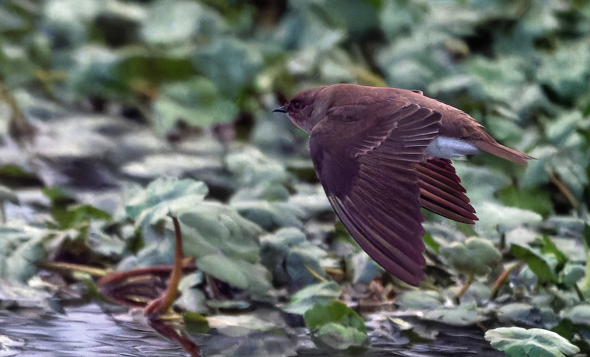 Northern Rough-winged Swallow - Aidan Brubaker