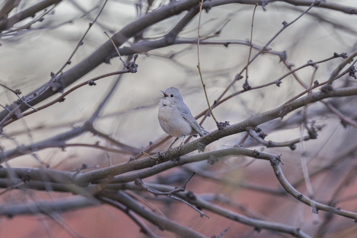 Lucy's Warbler - Craig Duff