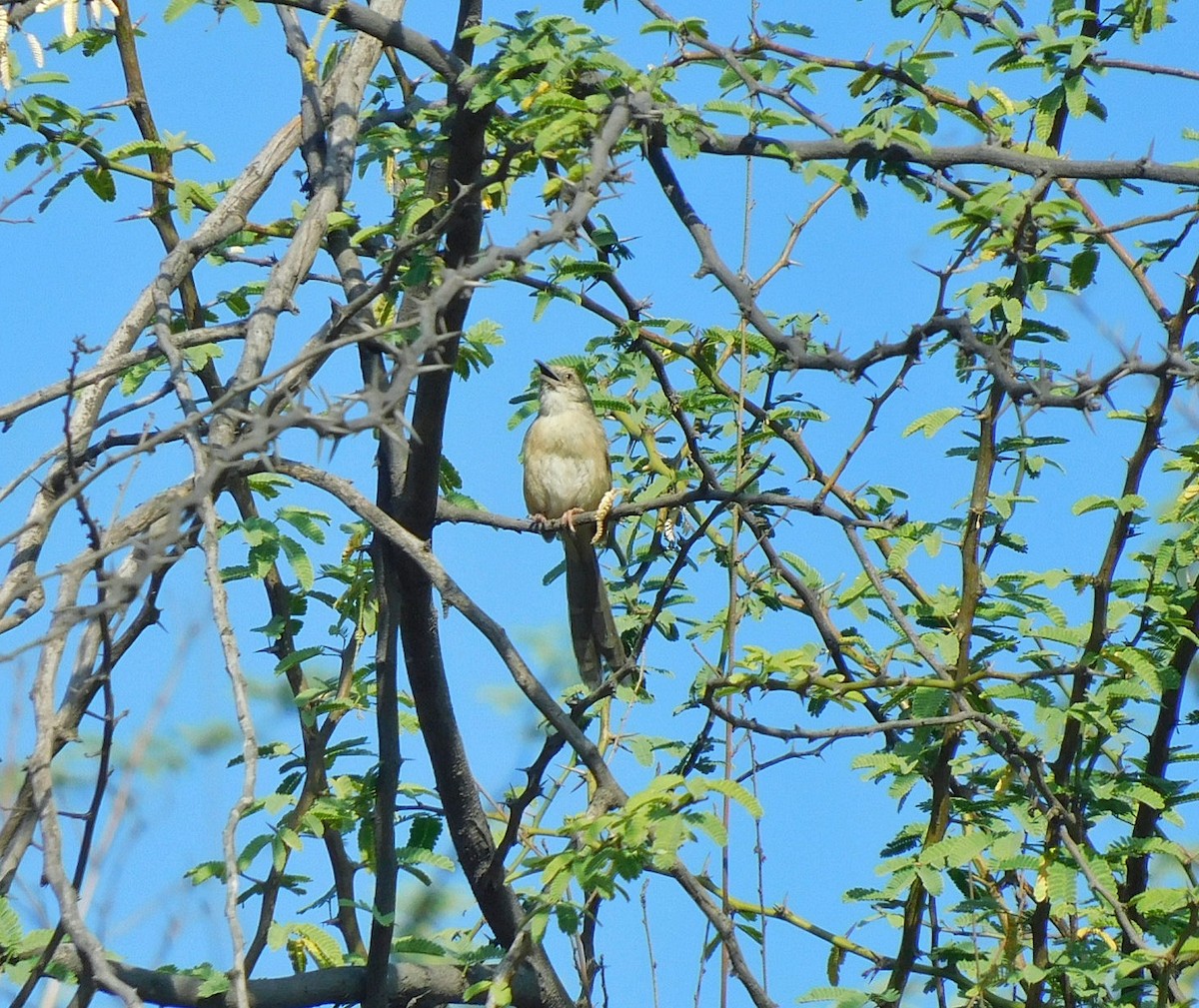 Jungle Prinia - Bhargav P