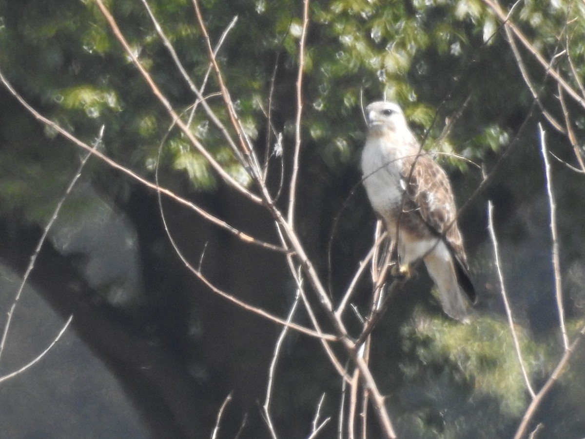 Rough-legged Hawk - ML617020683