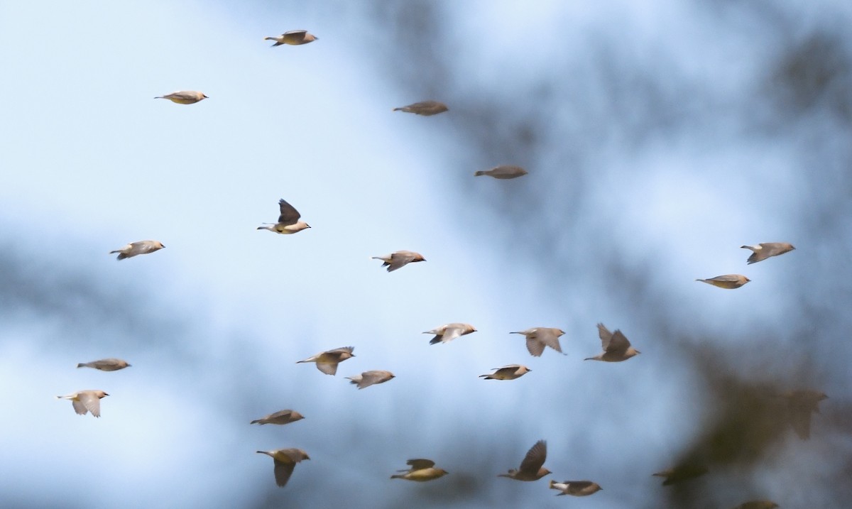 Cedar Waxwing - Caleb P.