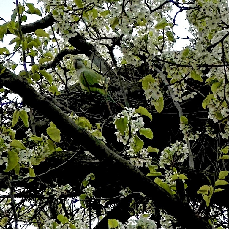 Monk Parakeet - ML617020717