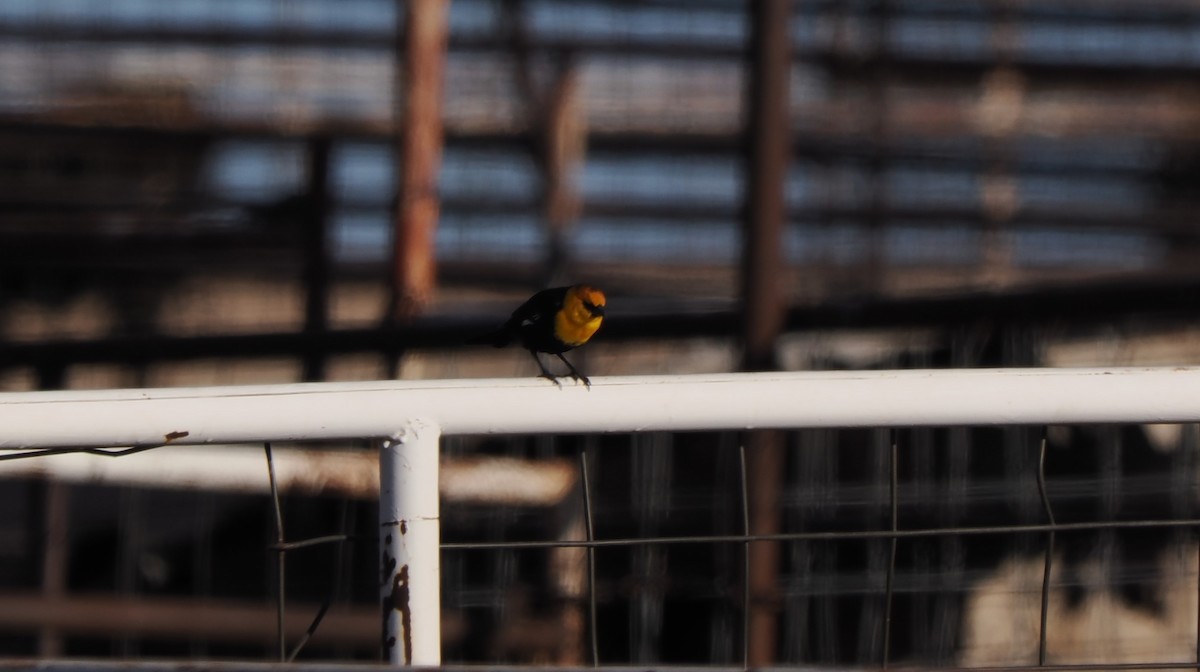 Yellow-headed Blackbird - ML617020732