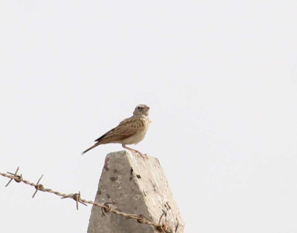 Indian Bushlark - Dr Nandini Patil