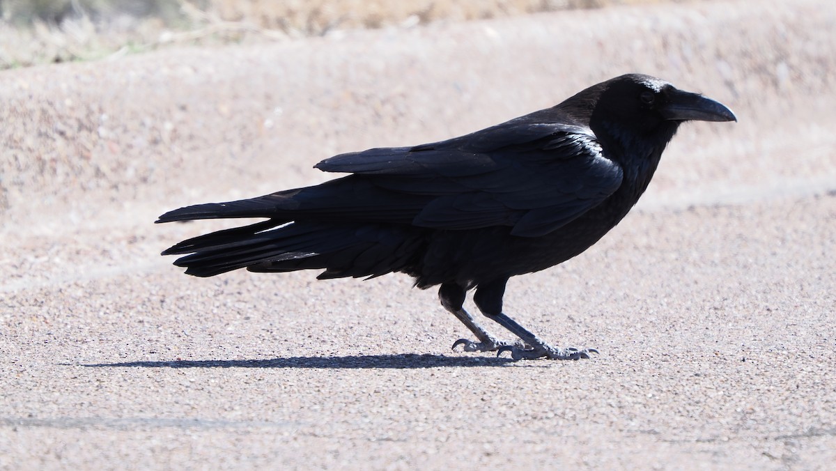 Common Raven - ML617020845