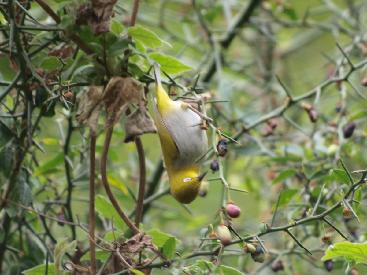 Indian White-eye - ML617020858