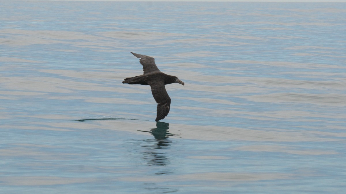 Northern Giant-Petrel - ML617020894