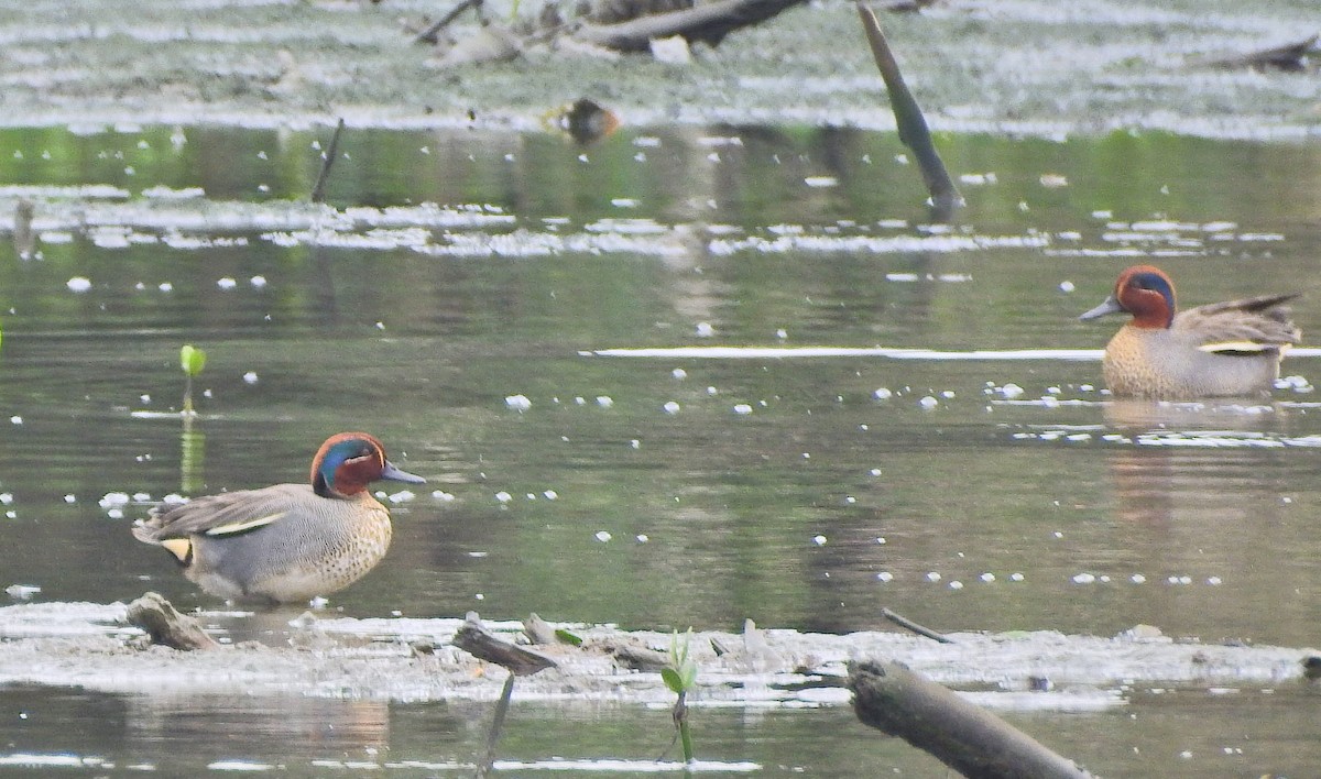 Zertzeta arrunta (eurasiarra) - ML617020915