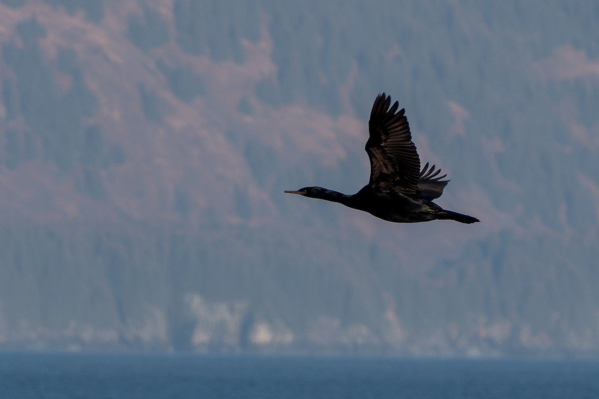 Pelagic Cormorant - David Kidwell